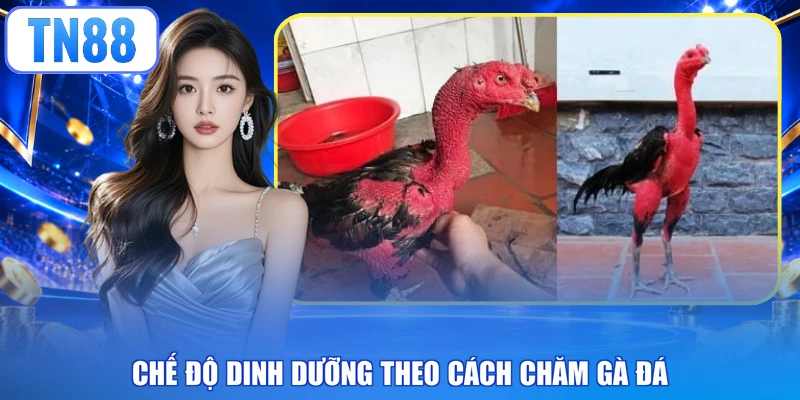 Chế độ dinh dưỡng theo cách chăm gà đá