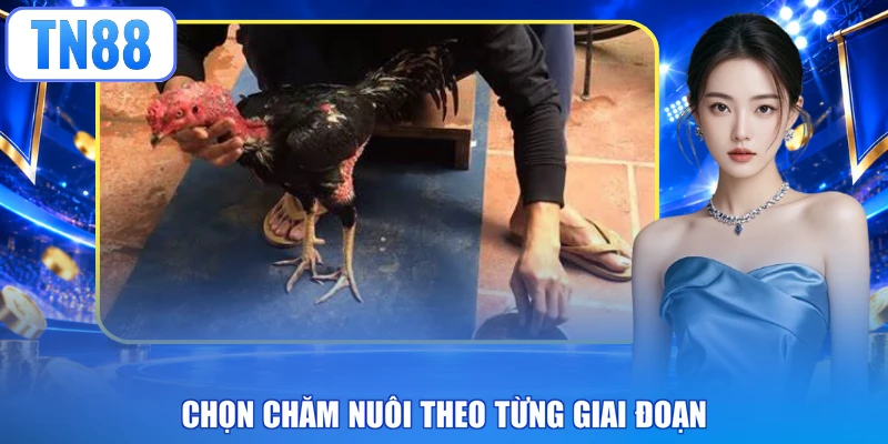 Chọn chăm nuôi theo từng giai đoạn