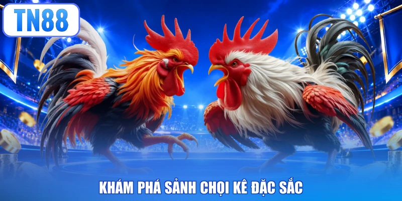 Khám phá sảnh chọi kê đặc sắc