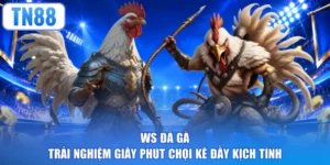 WS Đá Gà - Trải Nghiệm Giây Phút Chọi Kê Đầy Kịch Tính